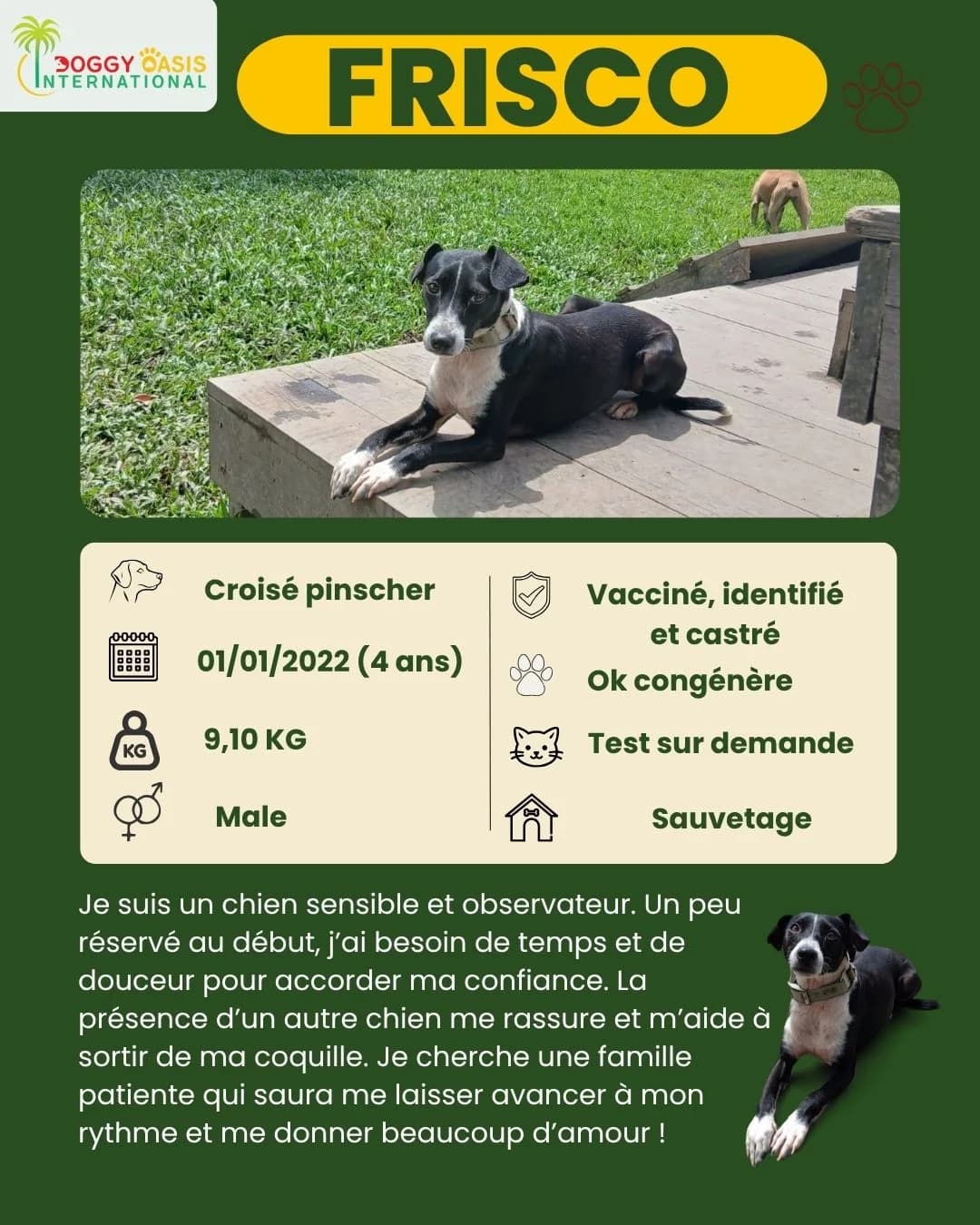 fiche Frisco,  Mixed Breed for adoption at Doggy Oasis International