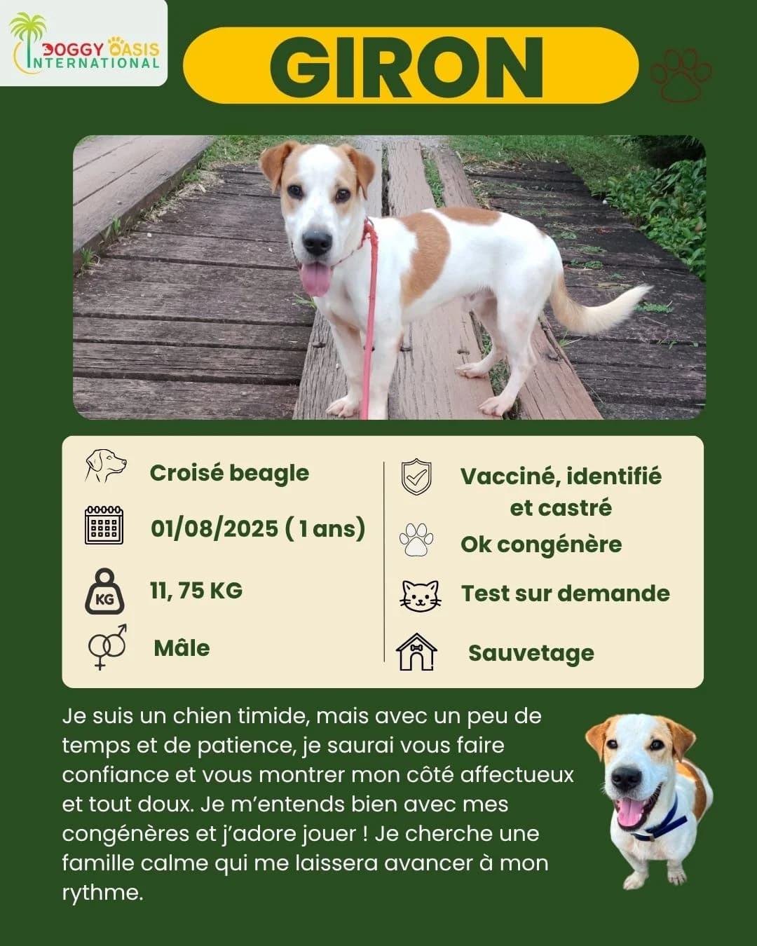 fiche Giron,  Mixed Breed for adoption at Doggy Oasis International