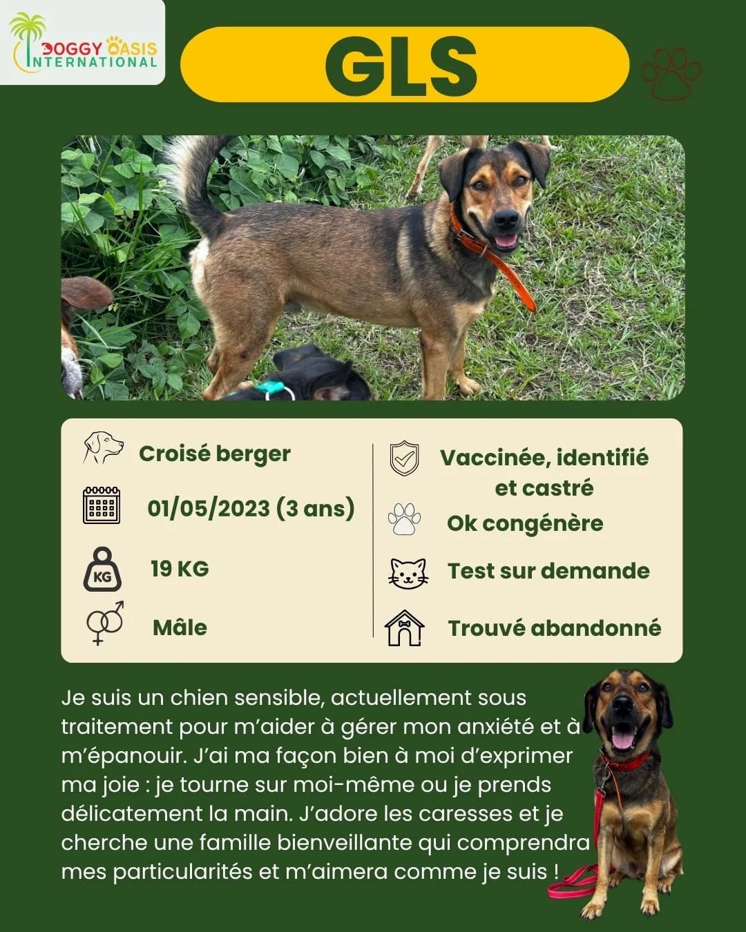 fiche GLS,  Mixed Breed for adoption at Doggy Oasis International