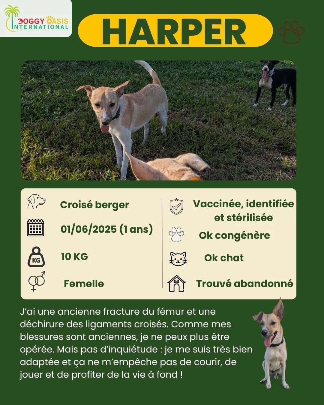 fiche Harper,  Mixed Breed for adoption at Doggy Oasis International