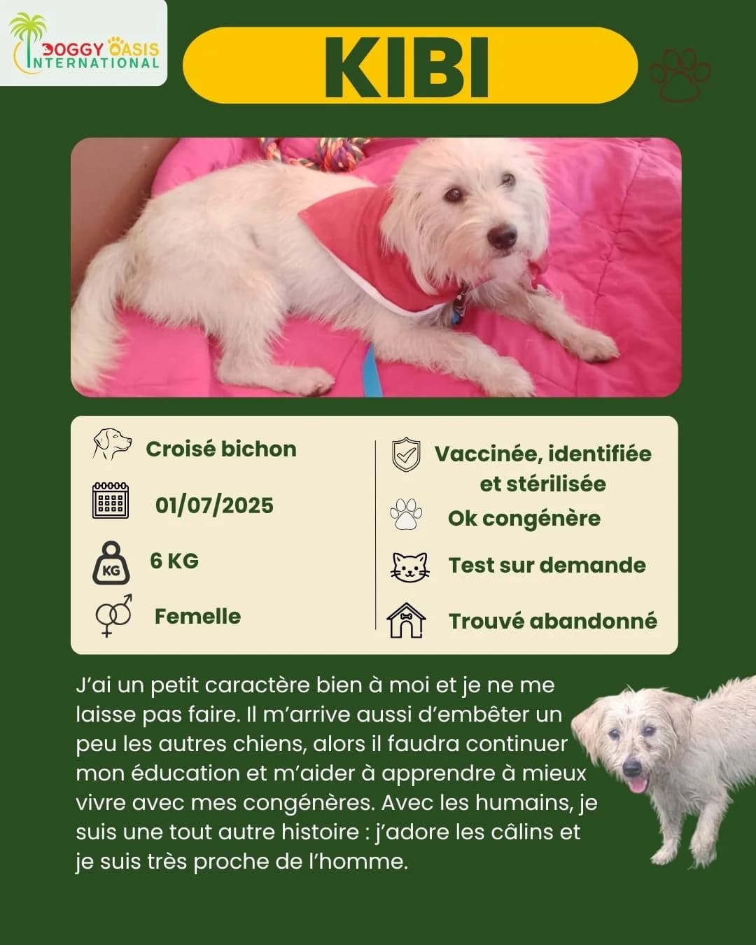 fiche Kibi,  Mixed Breed for adoption at Doggy Oasis International