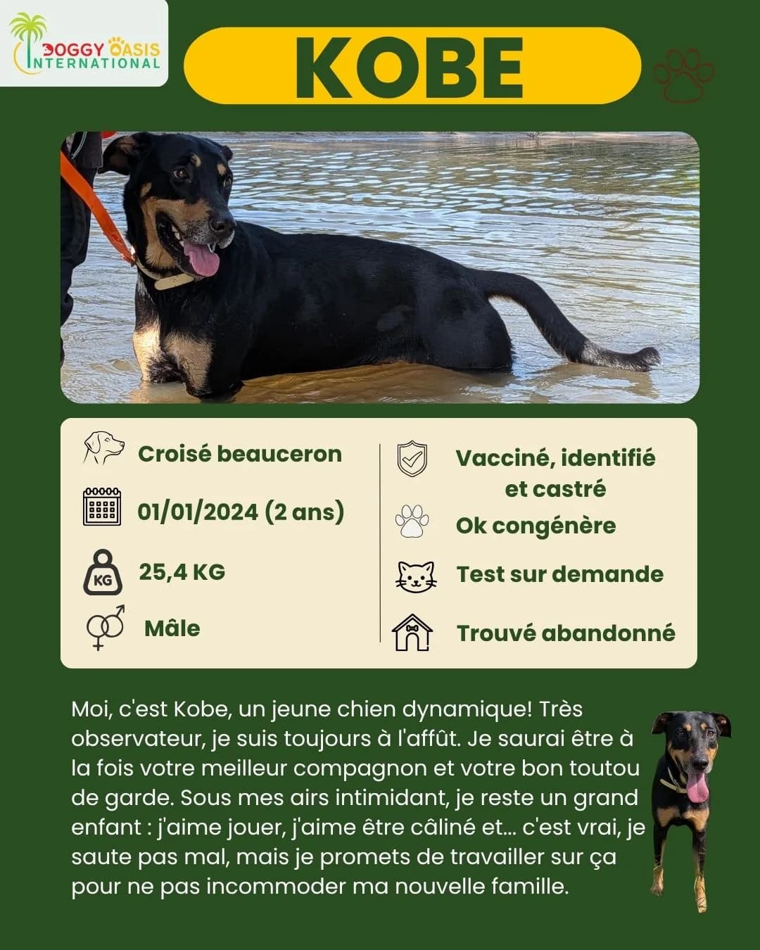 fiche Kobe,  Mixed Breed for adoption at Doggy Oasis International