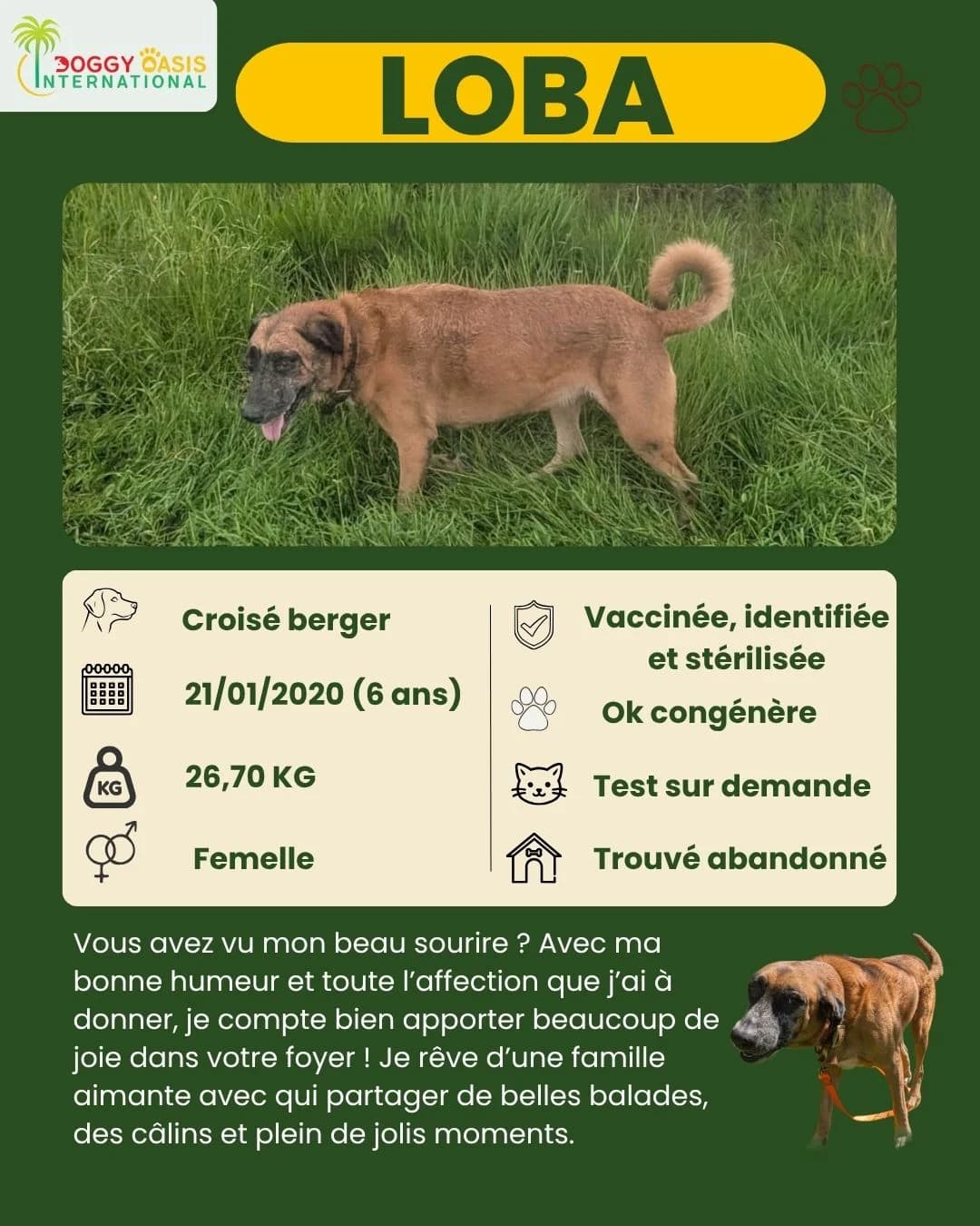 fiche Loba,  Mixed Breed for adoption at Doggy Oasis International