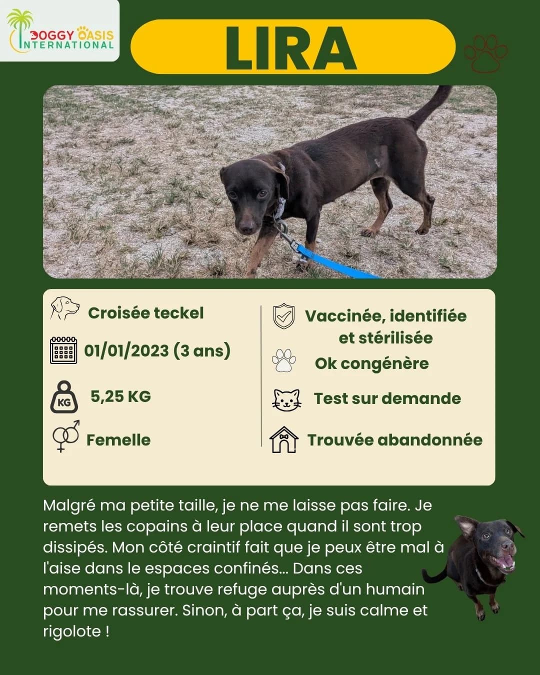 fiche Lyra,  Mixed Breed for adoption at Doggy Oasis International