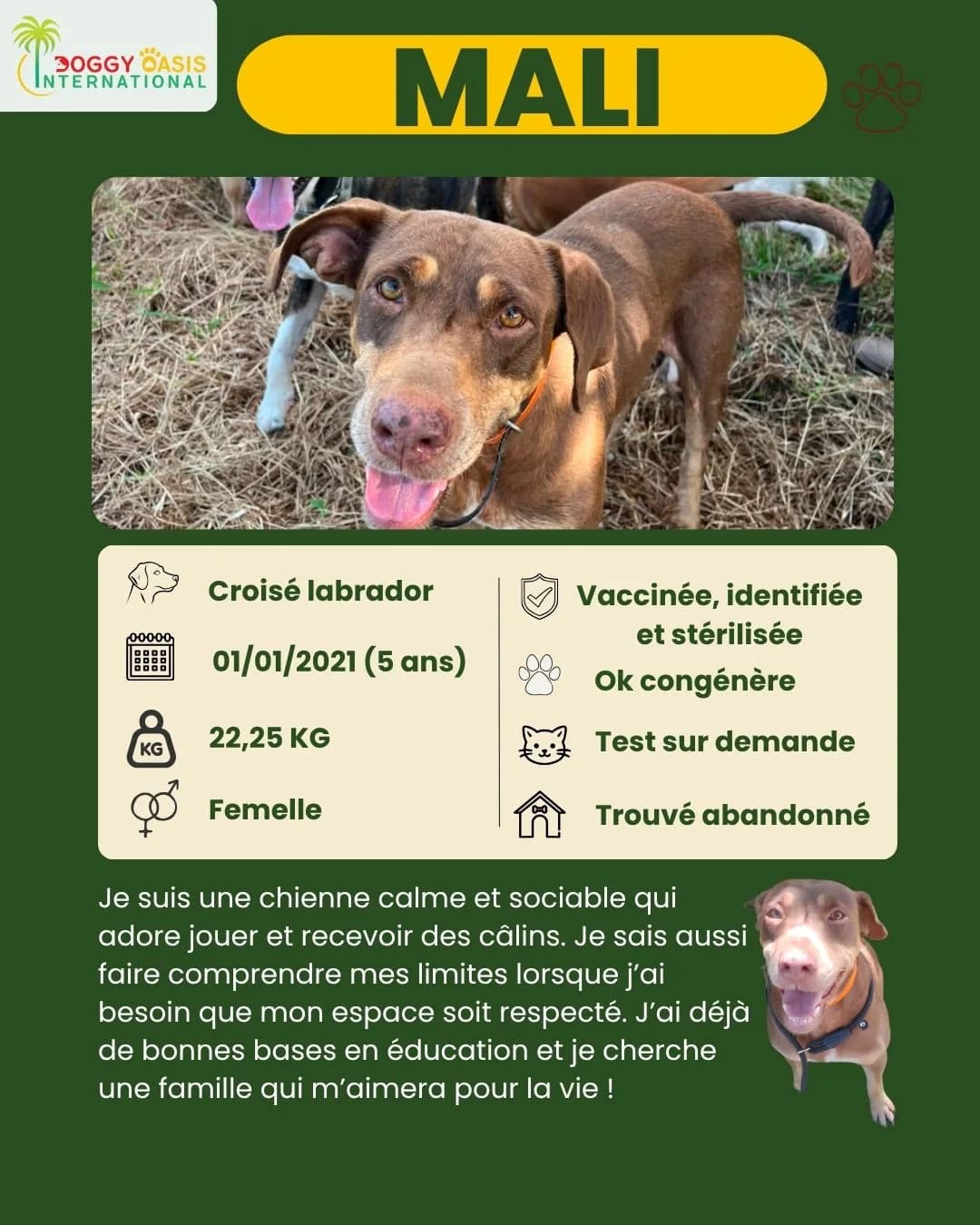 fiche Mila,  Mixed Breed for adoption at Doggy Oasis International
