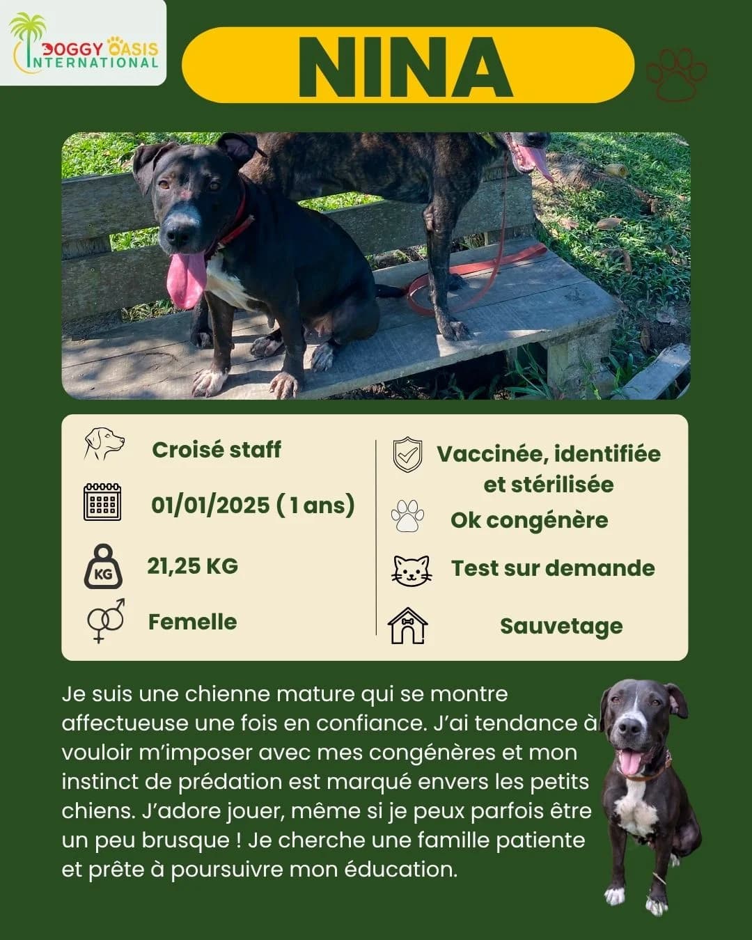 fiche Nina,  Mixed Breed for adoption at Doggy Oasis International