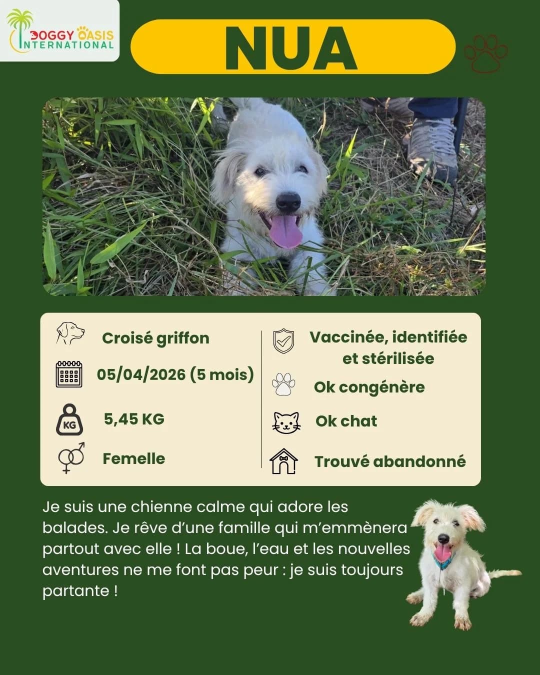 fiche Nua,  Mixed Breed for adoption at Doggy Oasis International