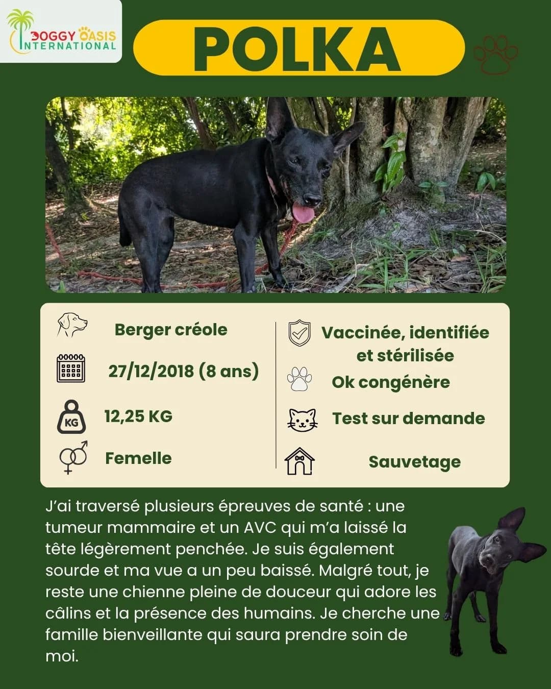 fiche Polka,  Mixed Breed for adoption at Doggy Oasis International