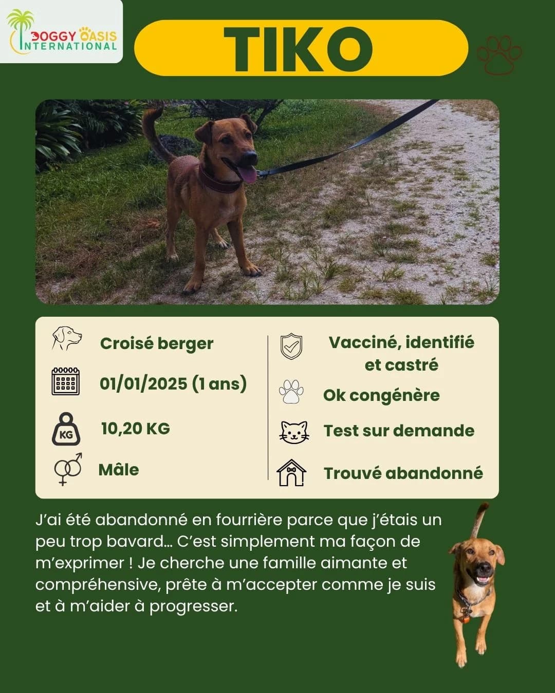 fiche Tiko,  Mixed Breed for adoption at Doggy Oasis International