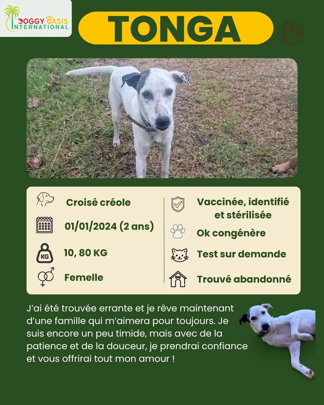 fiche Tonga,  Mixed Breed for adoption at Doggy Oasis International