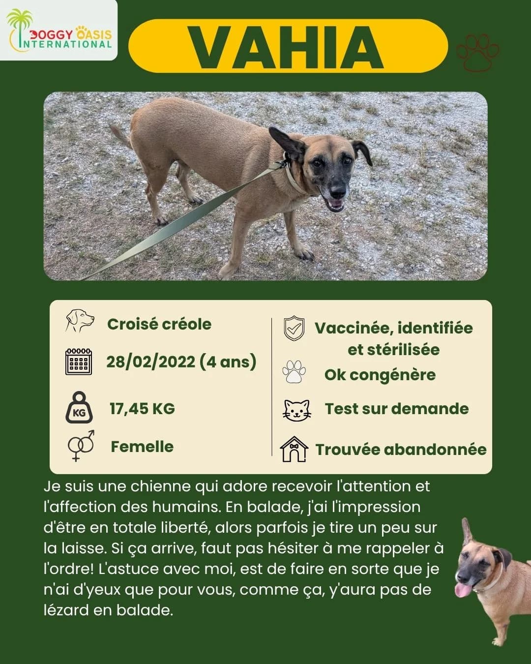 fiche Vahia,  Mixed Breed for adoption at Doggy Oasis International