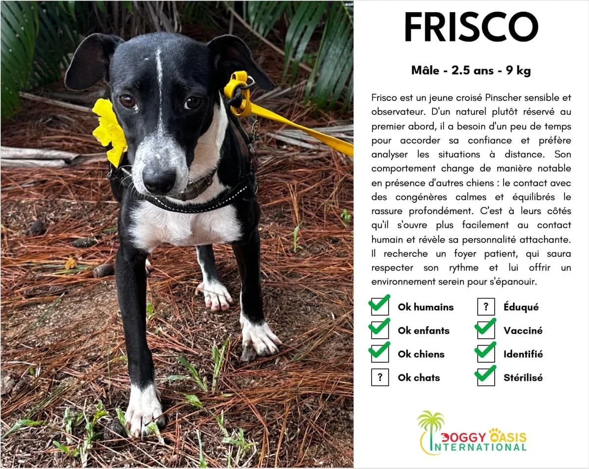 Frisco-doi,  Mixed Breed for adoption at Doggy Oasis International