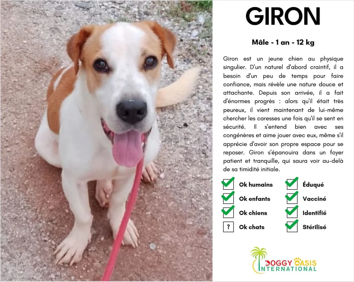 Giron-doi,  Mixed Breed for adoption at Doggy Oasis International