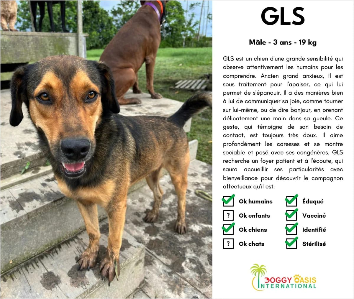 GLS-doi, Mixed Breed for adoption at Doggy Oasis International