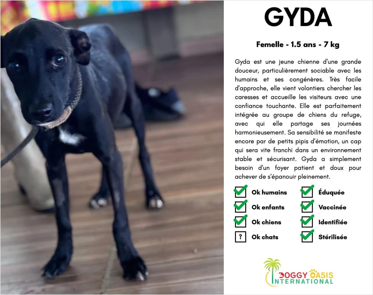 GYDA-doi, Mixed Breed for adoption at Doggy Oasis International