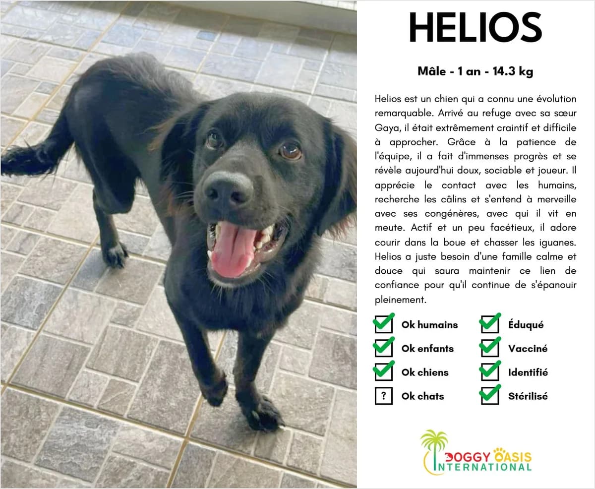 Helios-doi, Mixed Breed (Doggy Oasis International)