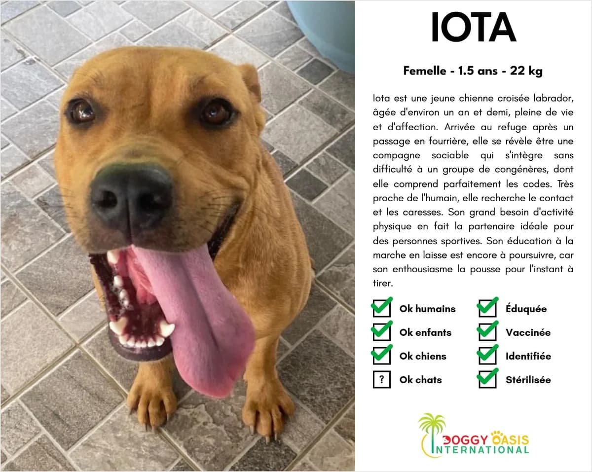 Iota-doi,  Mixed Breed for adoption at Doggy Oasis International
