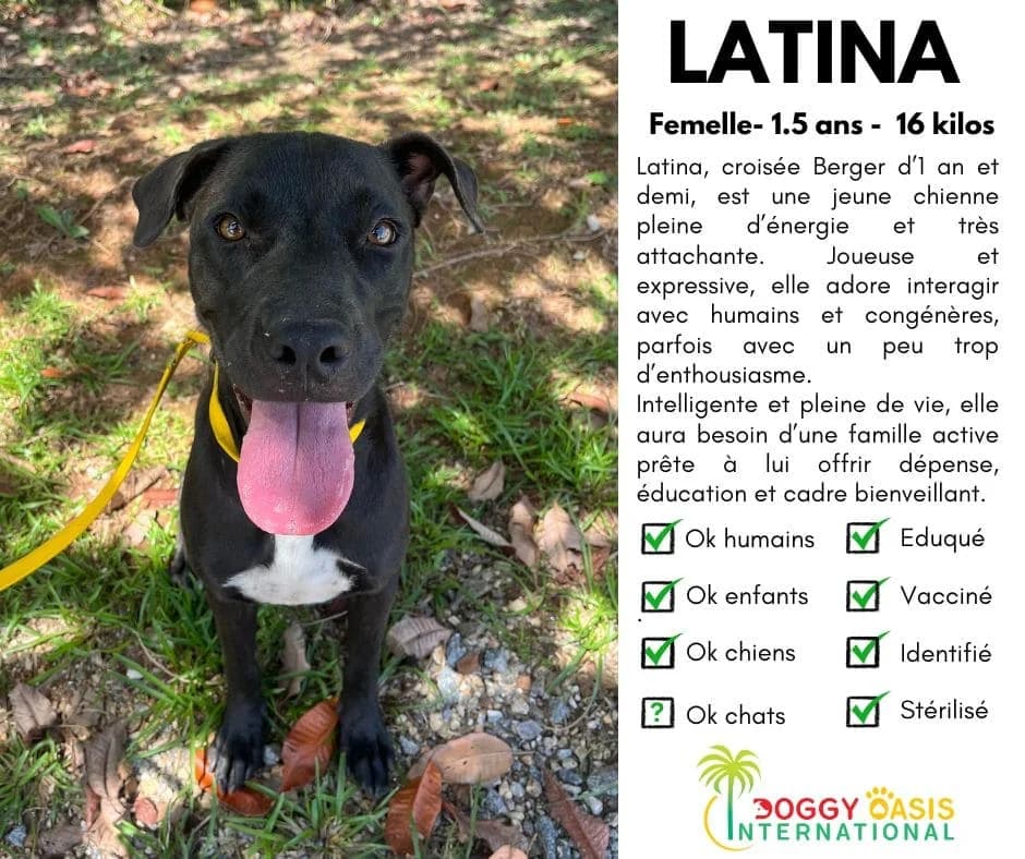 LATINA,  Mixed Breed for adoption at Doggy Oasis International