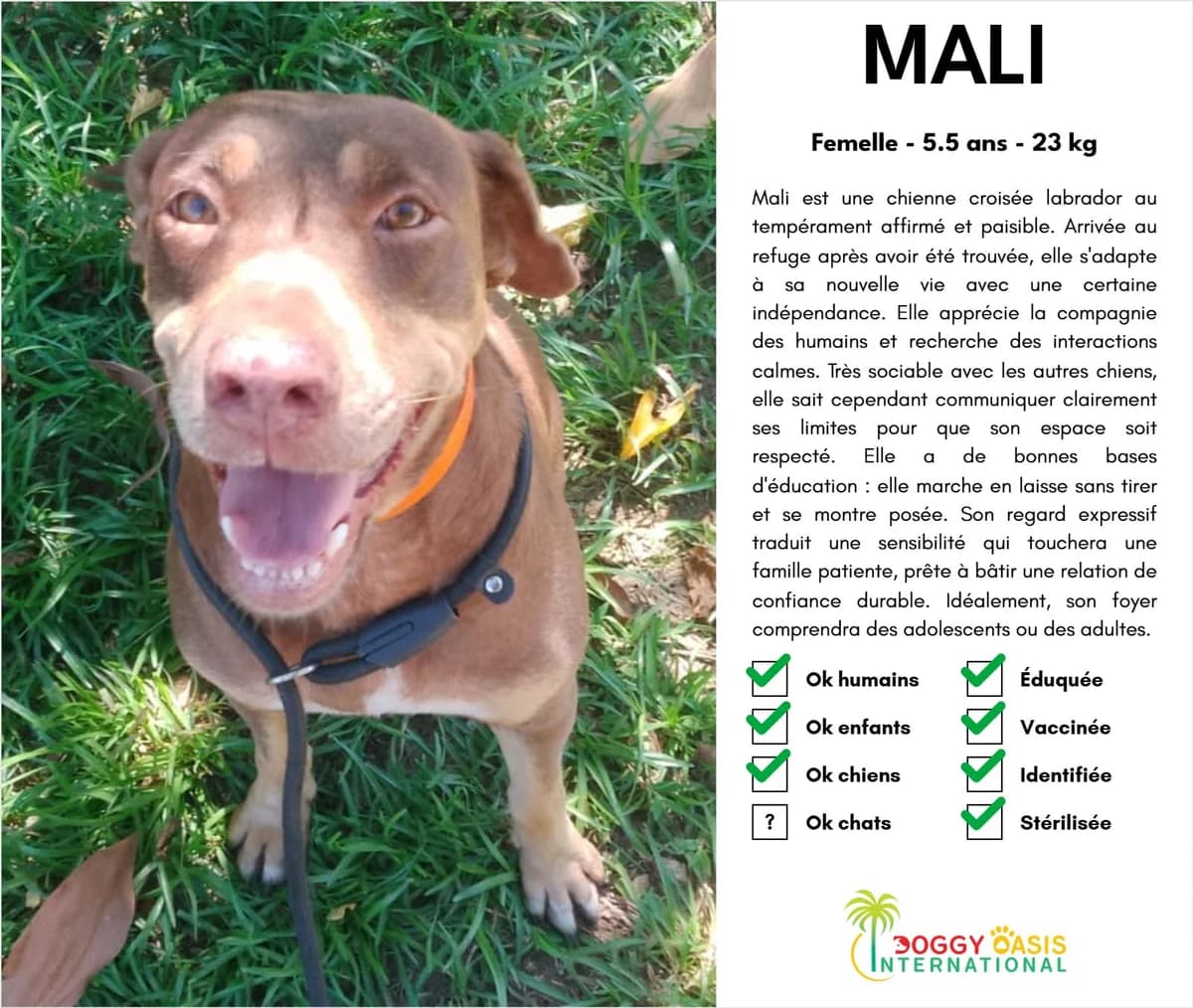 Mali-doi,  Mixed Breed for adoption at Doggy Oasis International