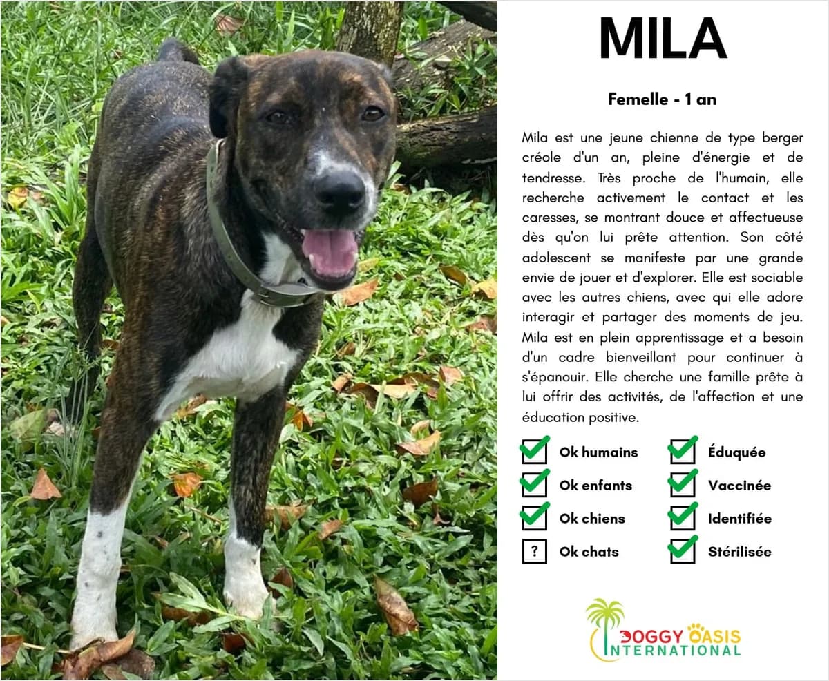Mila-doi, Mixed Breed for adoption at Doggy Oasis International