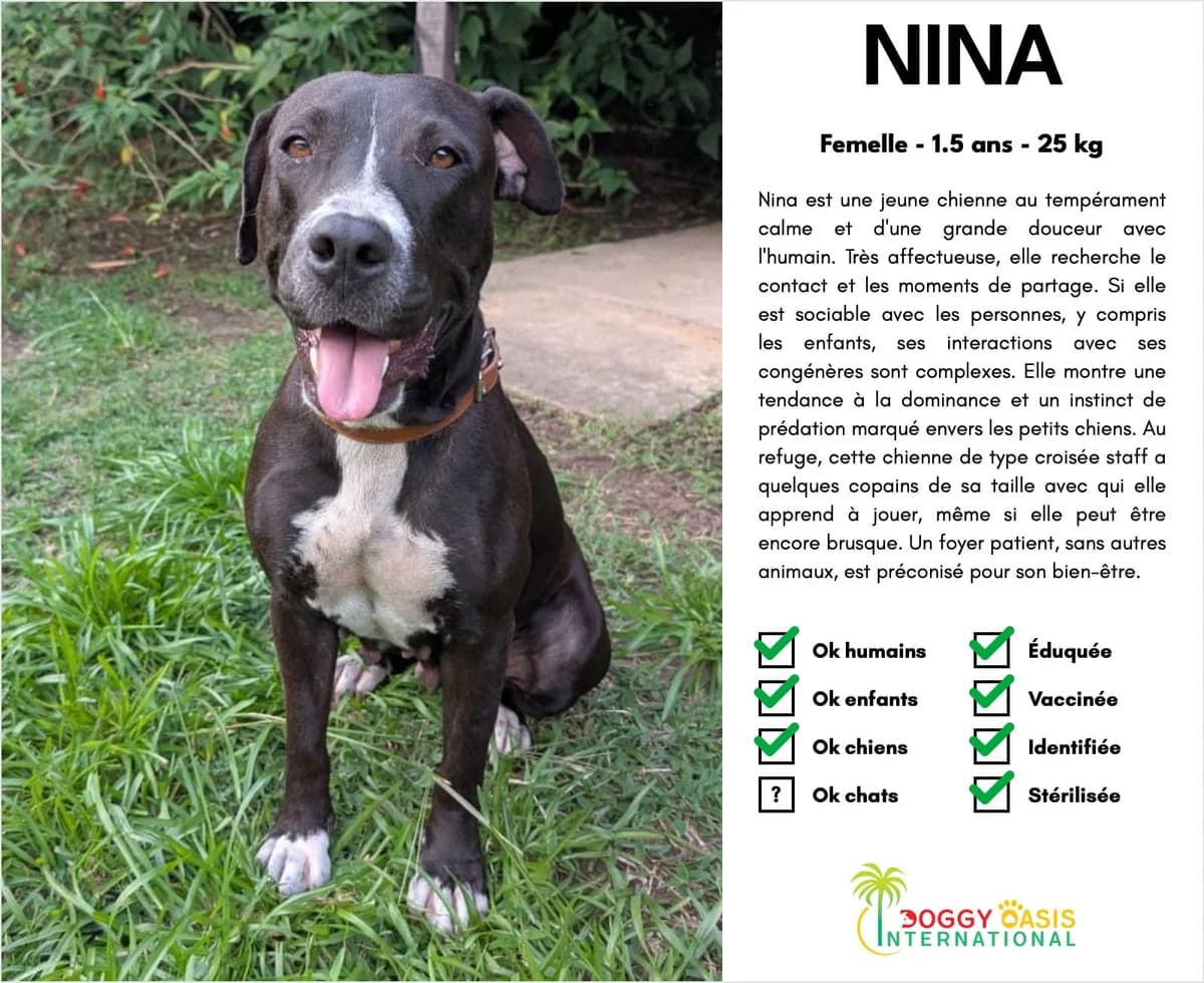 Nina-doi, Mixed Breed (Doggy Oasis International)