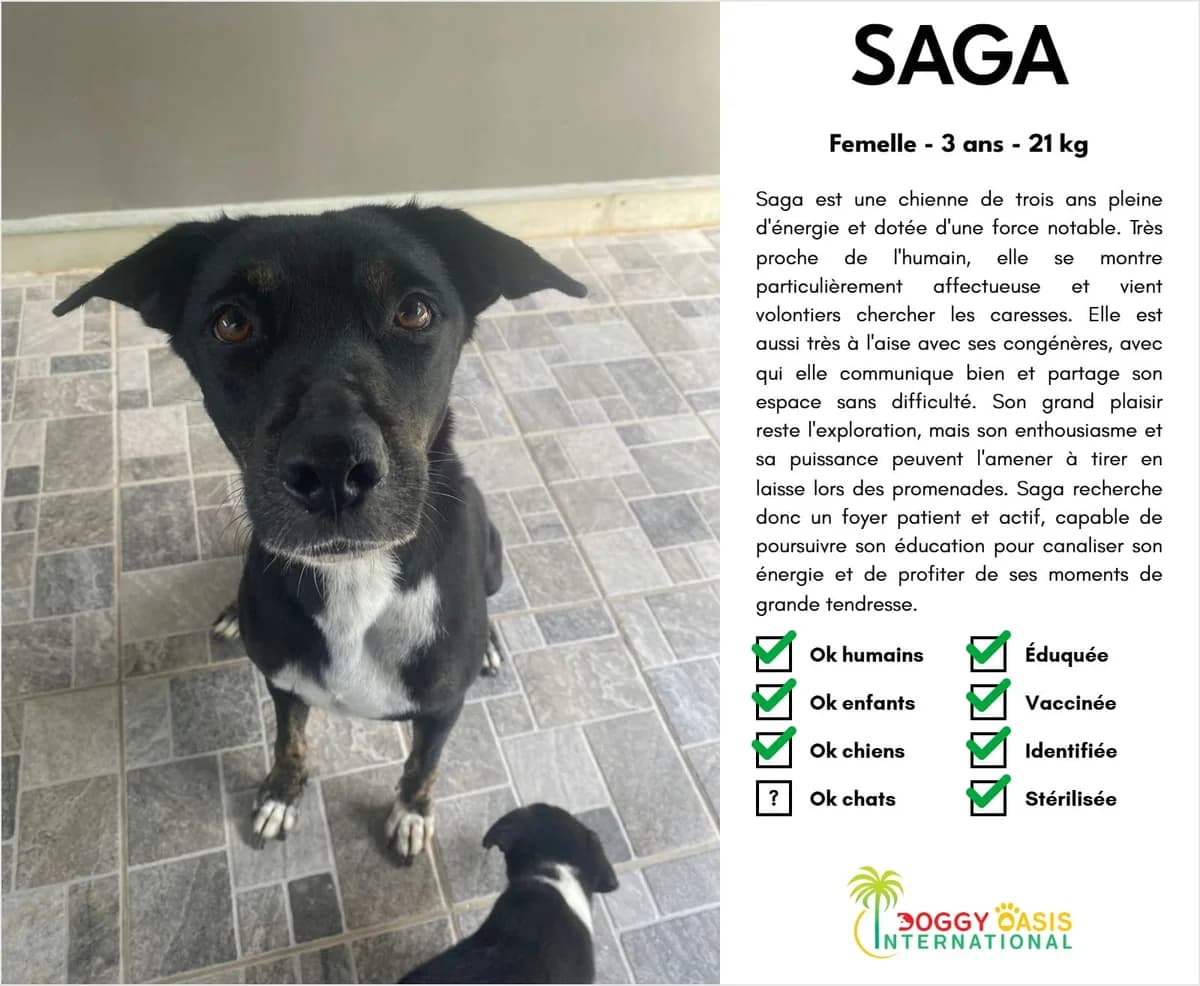 Saga-doi, Mixed Breed for adoption at Doggy Oasis International