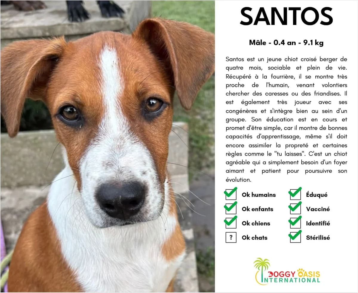 Santos-doi,  Mixed Breed for adoption at Doggy Oasis International
