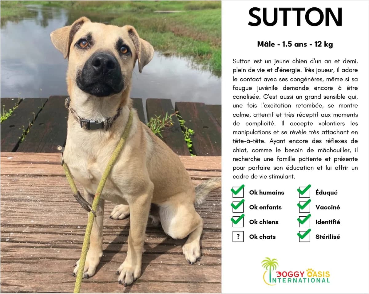 Sutton-doi,  Mixed Breed for adoption at Doggy Oasis International