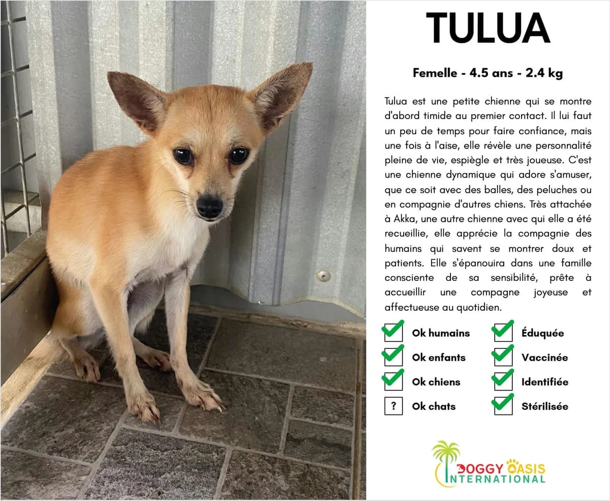 Tulua-doi,  Mixed Breed for adoption at Doggy Oasis International