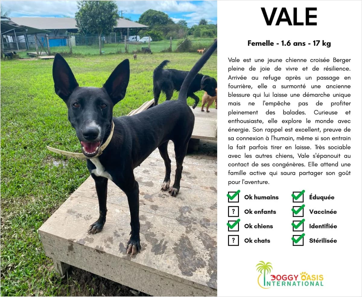 Vale-doi, Mixed Breed for adoption at Doggy Oasis International