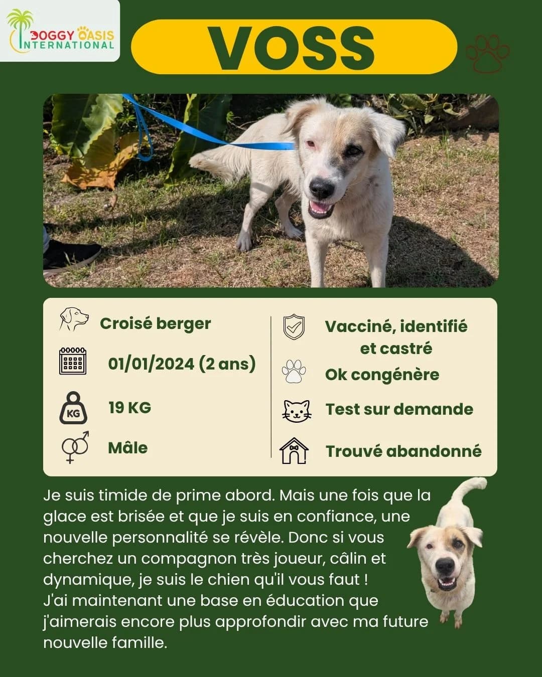 Voss,  Mixed Breed for adoption at Doggy Oasis International