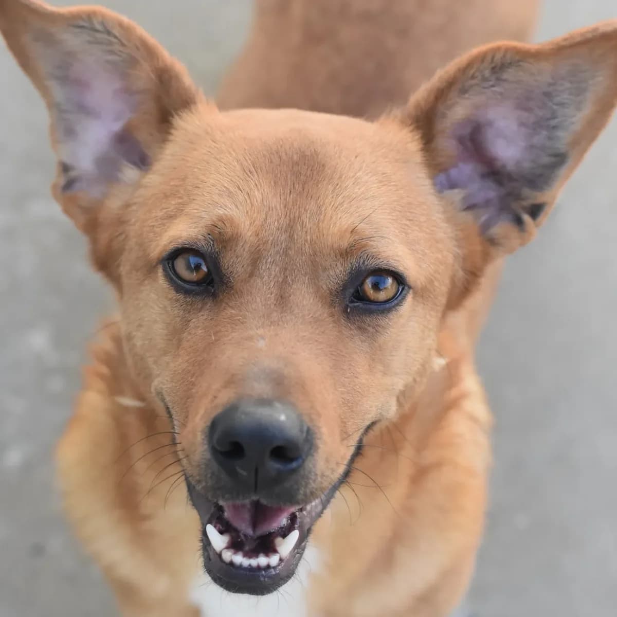 Gabin, male young Mixed Breed for adoption at Empattie, menerval