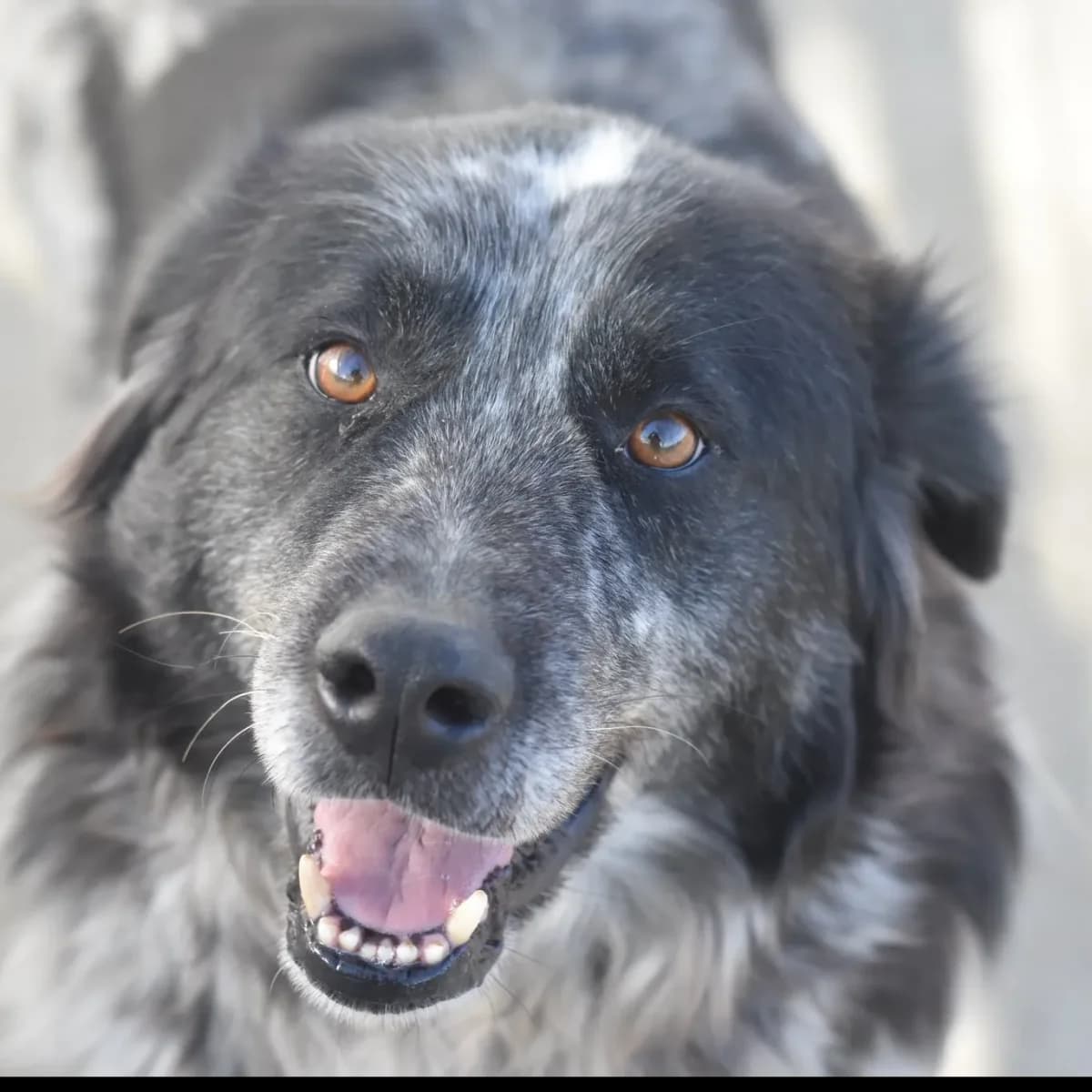 Hatchi, male 3yo Mixed Breed for adoption at Empattie, menerval