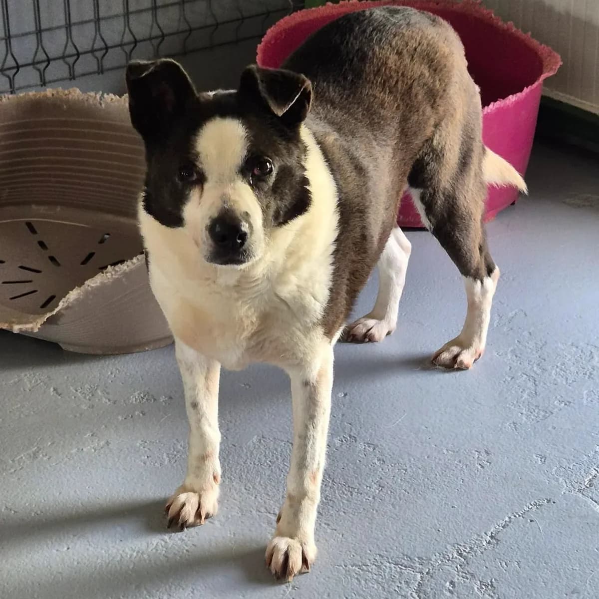 Rosie, female 6yo Mixed Breed for adoption at Empattie, menerval