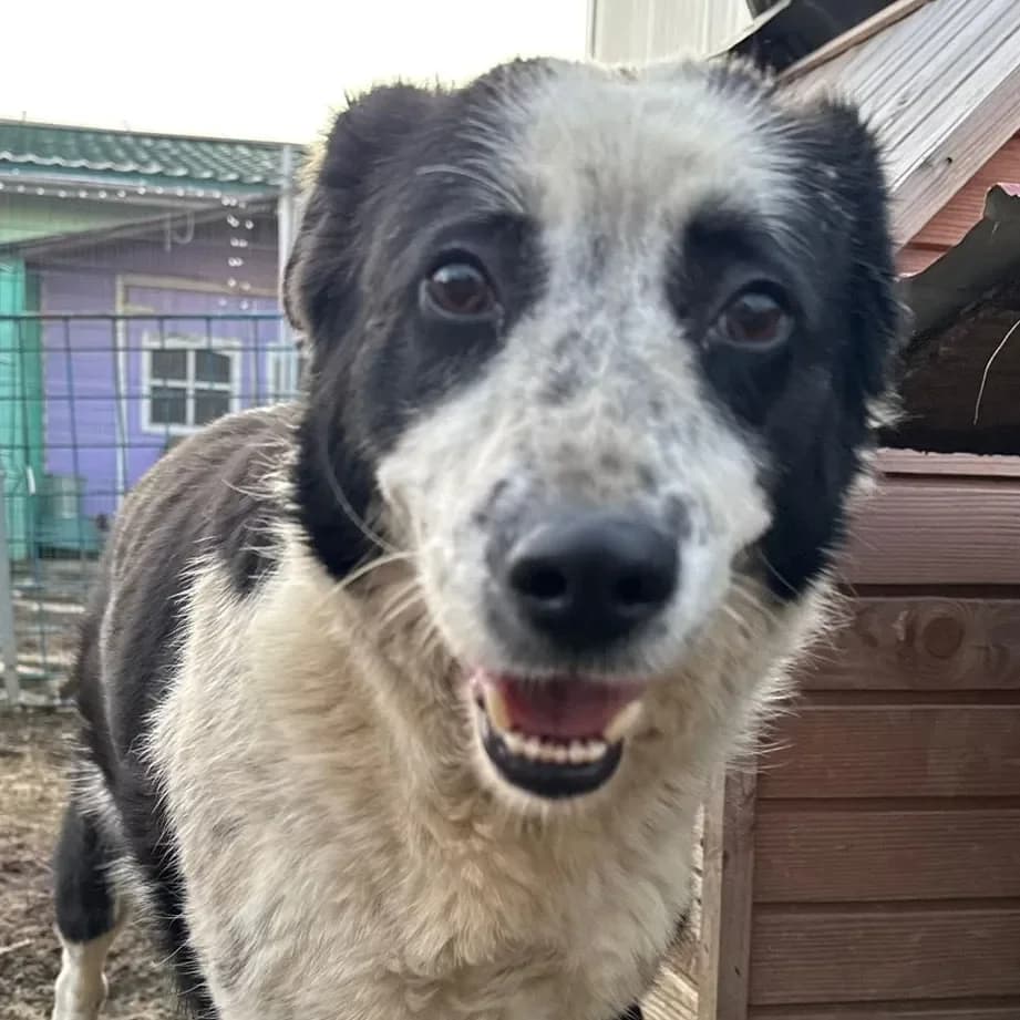 Leia, female 4yo Mixed Breed for adoption at Empattie, menerval