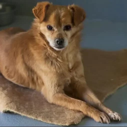 Zayo, male puppy Mixed Breed for adoption at Empattie, menerval