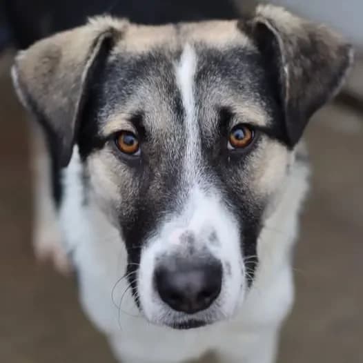 Daikan, male Mixed Breed for adoption at Empattie, menerval