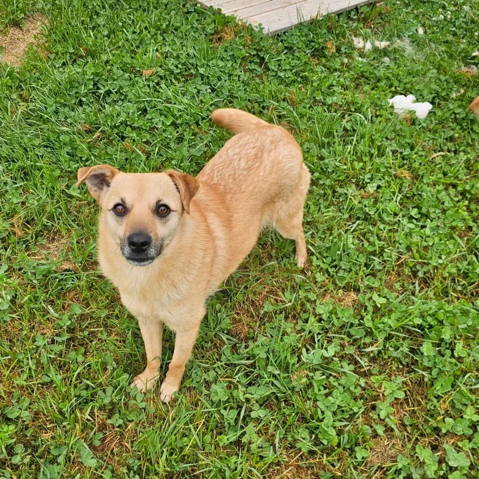 Nori, female 3yo Mixed Breed for adoption at Empattie, menerval