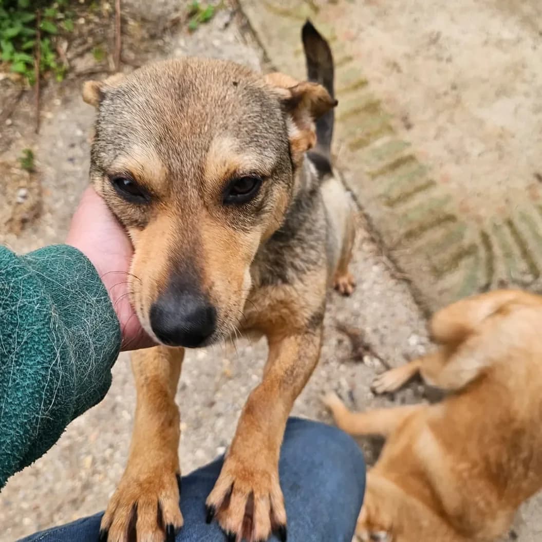 Kiara, female Mixed Breed for adoption at Empattie, menerval