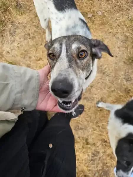 Azura, female young Mixed Breed for adoption at Empattie, menerval