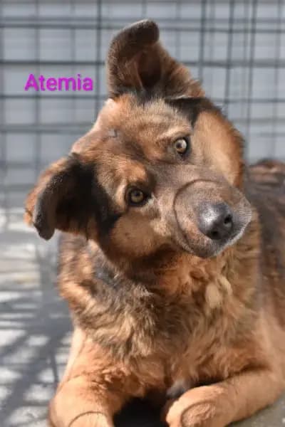 Atemia, female Mixed Breed for adoption at Empattie, menerval