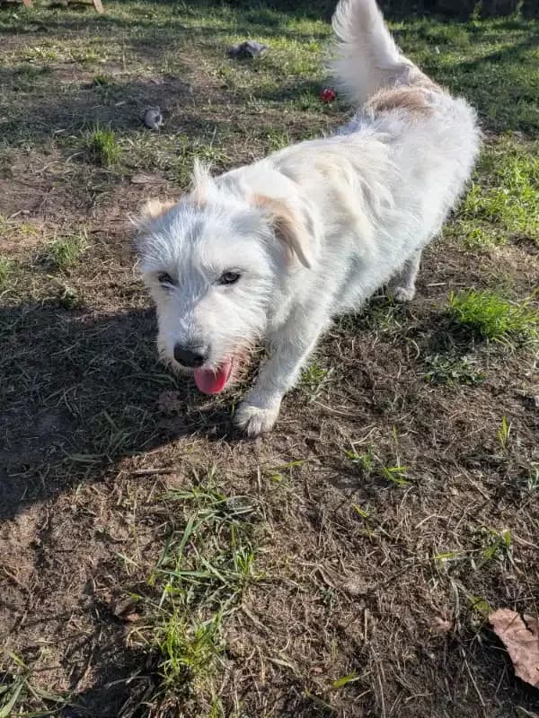 Diego, male Mixed Breed for adoption at Empattie, menerval