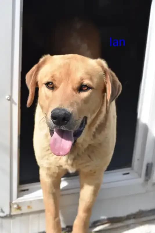 Ian, male 6yo Mixed Breed for adoption at Empattie, menerval
