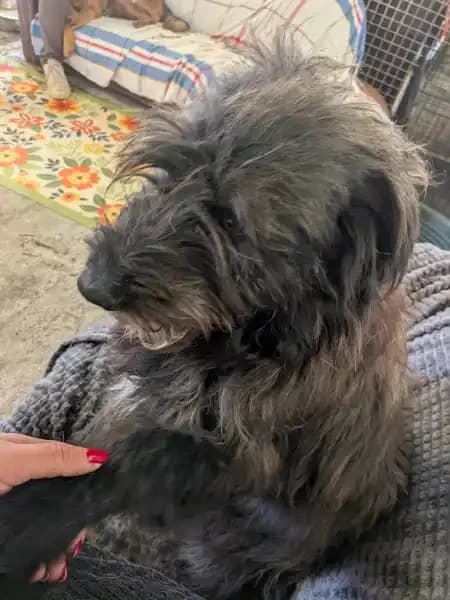 Giulio, male Mixed Breed for adoption at Empattie, menerval