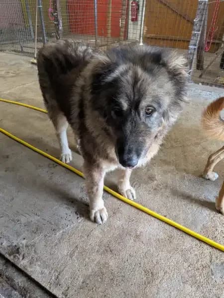 Freyja, female Mixed Breed for adoption at Empattie, menerval