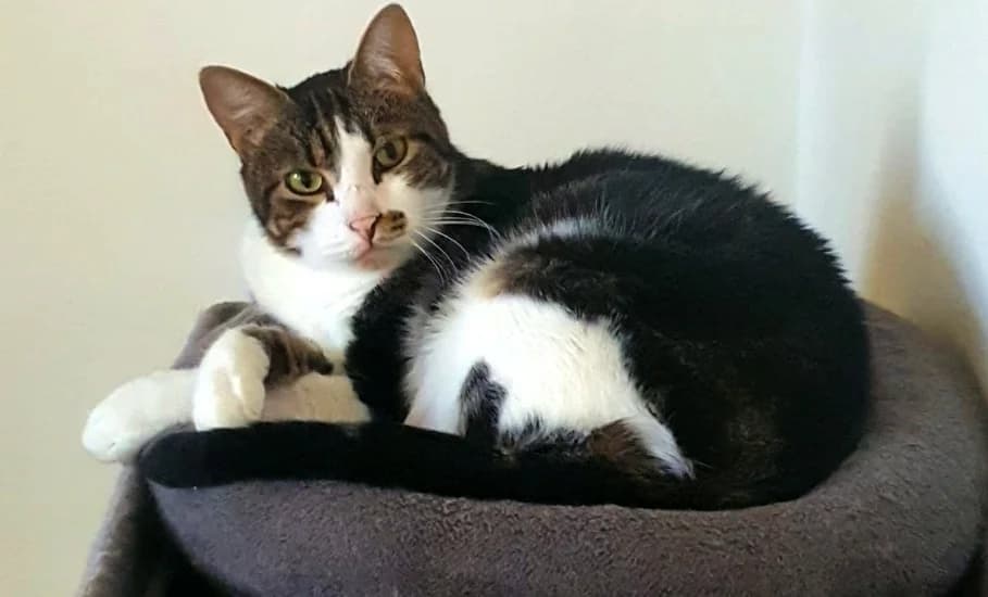 Stitch, male 4yo Mixed Breed for adoption at L