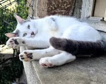 Belphégor, male 4yo Mixed Breed for adoption at Family Wanted, Élancourt