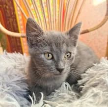 Marcel, male puppy Mixed Breed for adoption at Family Wanted, Élancourt