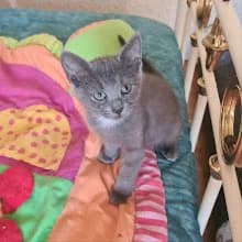 Marcia,  Mixed Breed for adoption at Family Wanted, Élancourt