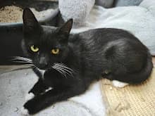 Olive, female 4yo Mixed Breed for adoption at Family Wanted, Élancourt